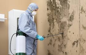 Why You Should Choose Our Mold Remediation Services in Sibley, IA